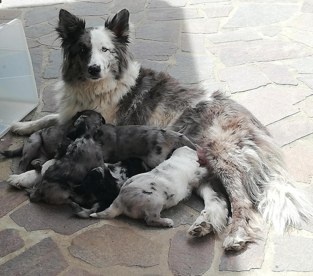 Puffele B&B Enego Kültér fotó